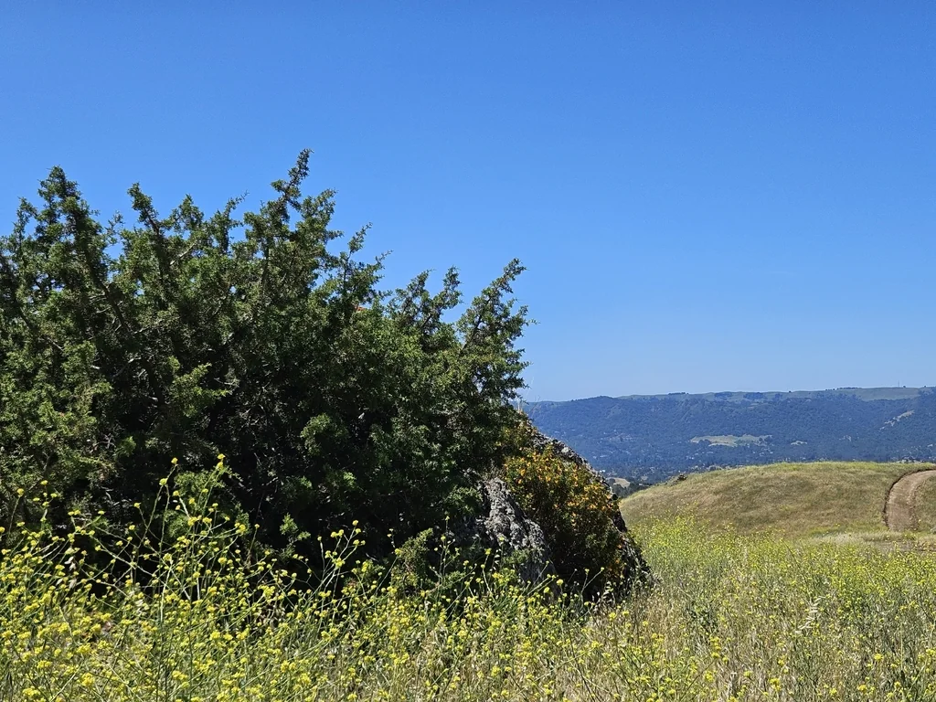 Juniperus Californica