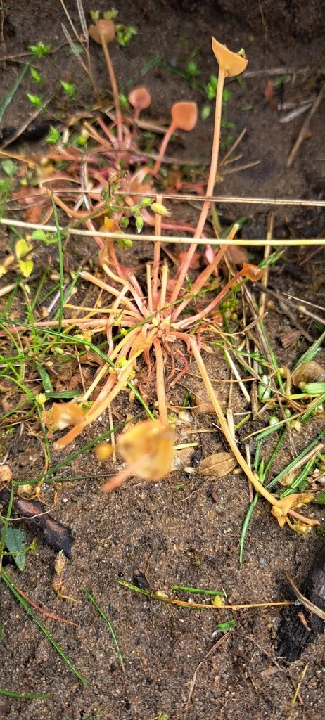 Claytonia Perfoliata
