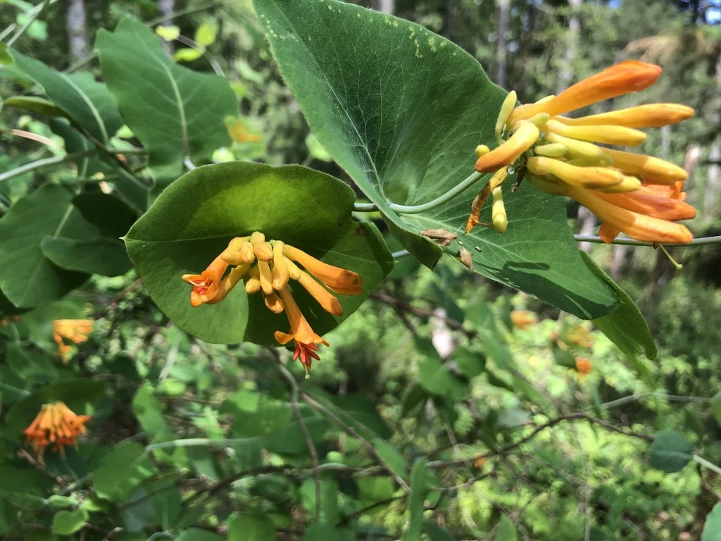 Lonicera Ciliosa