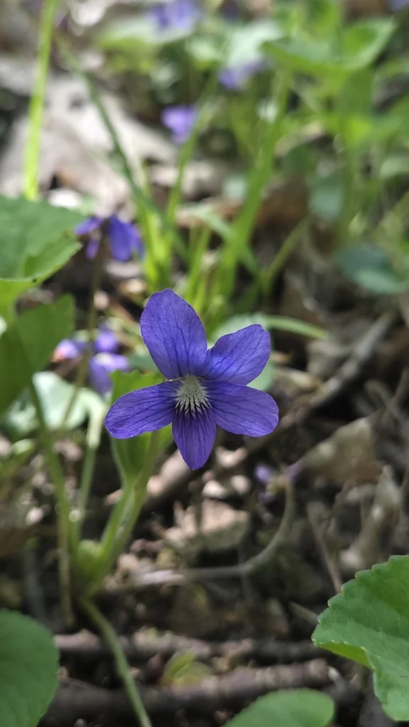 Viola Sororia