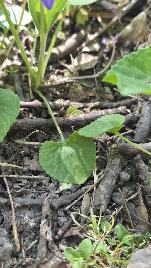 Viola Sororia