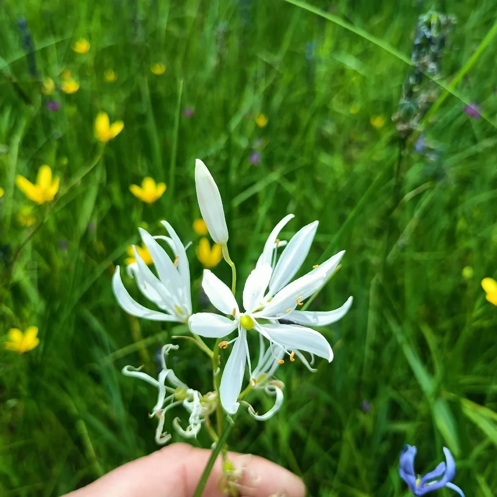 Camassia Quamash