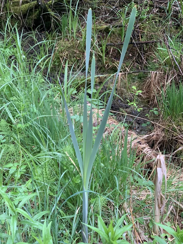 Iris Sibirica