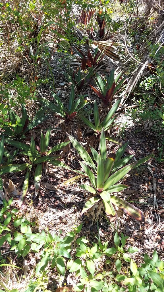 Tradescantia Spathacea