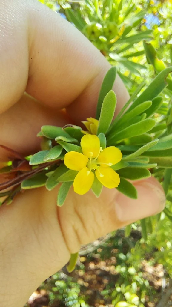 Suriana Maritima
