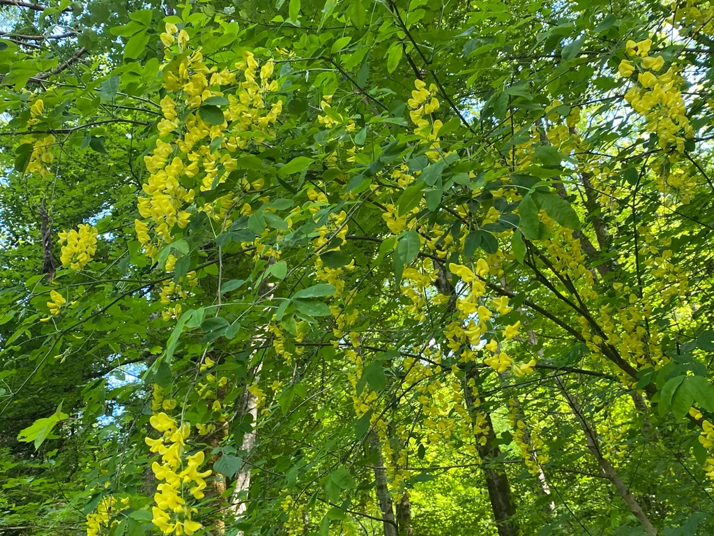 Laburnum Anagyroides