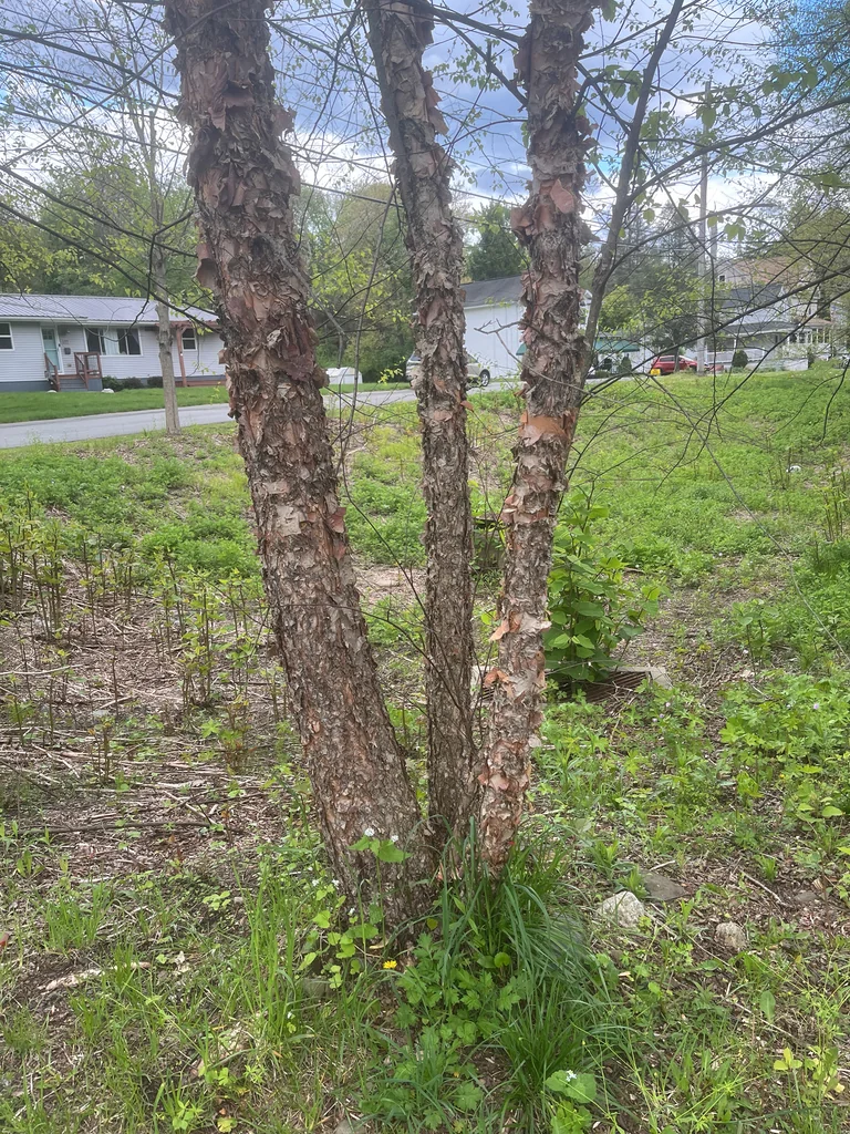 Betula Nigra