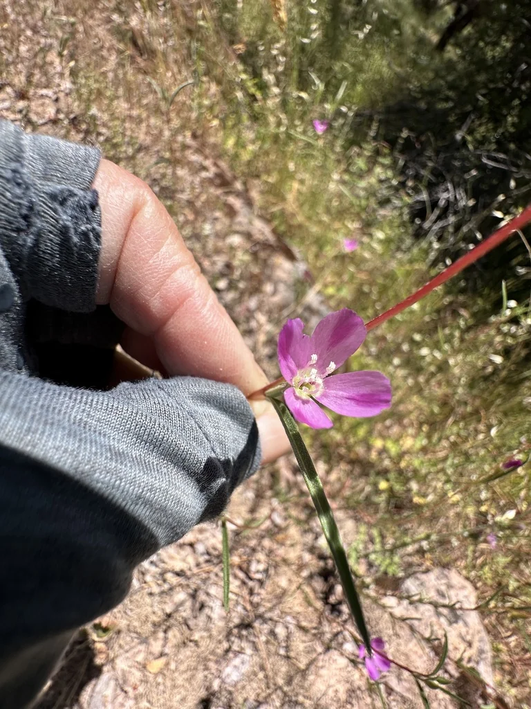 Clarkia Purpurea