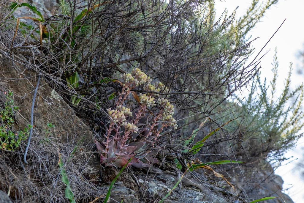 Dudleya Cymosa