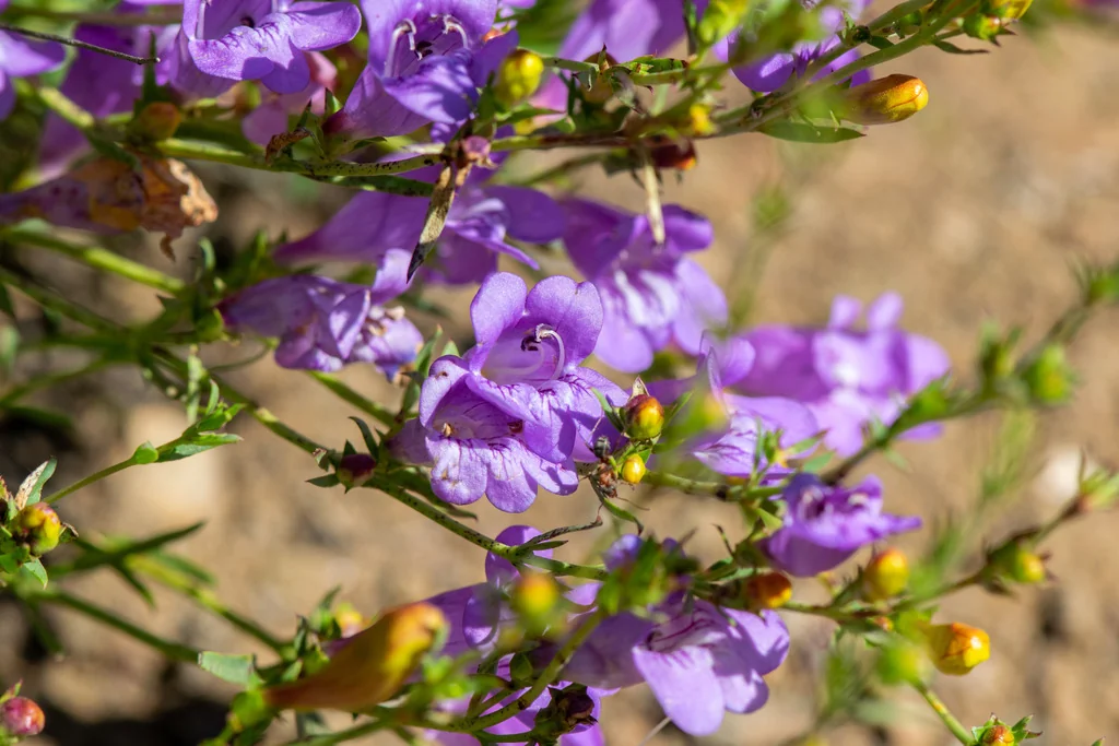 Penstemon Heterophyllus