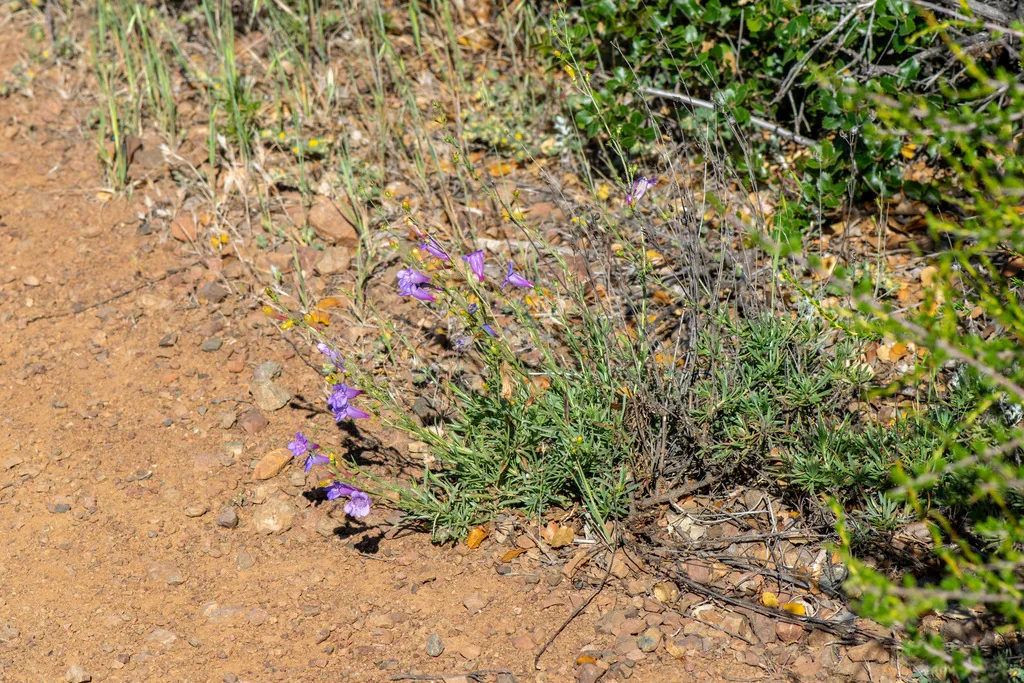 Penstemon Heterophyllus
