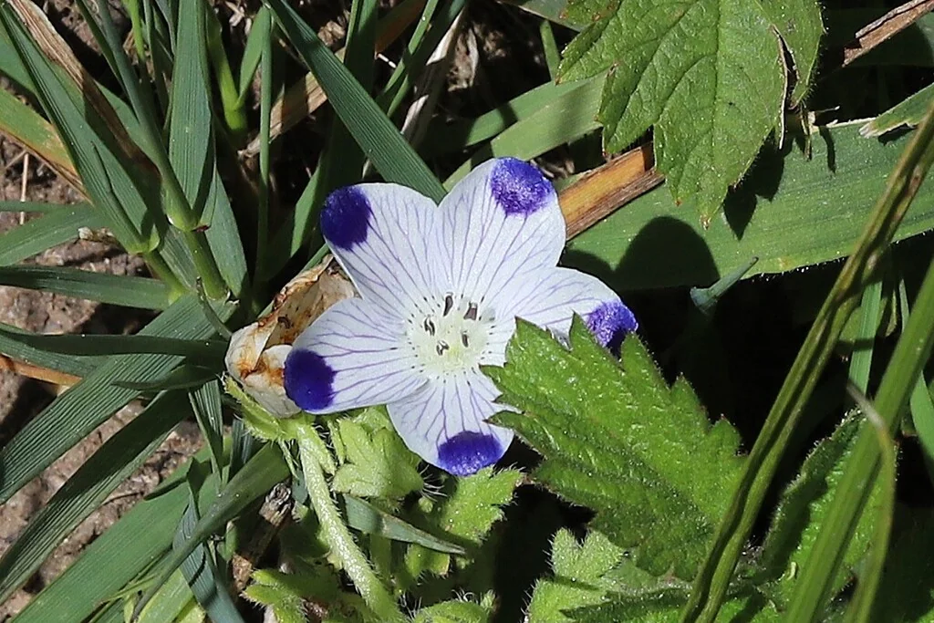 Nemophila Maculata