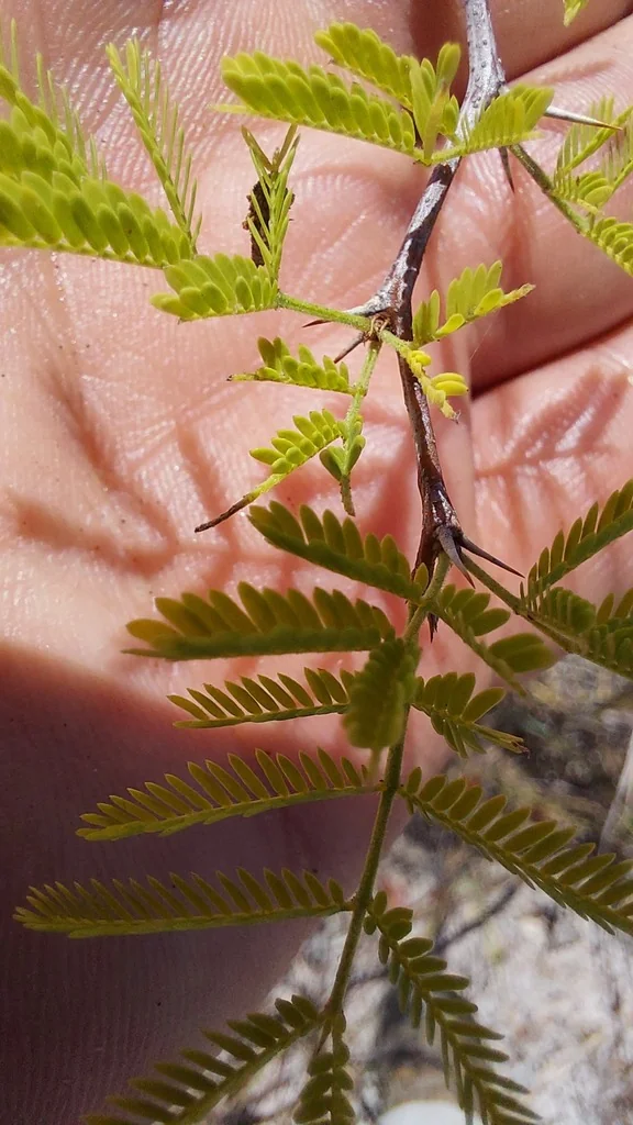 Acacia Farnesiana