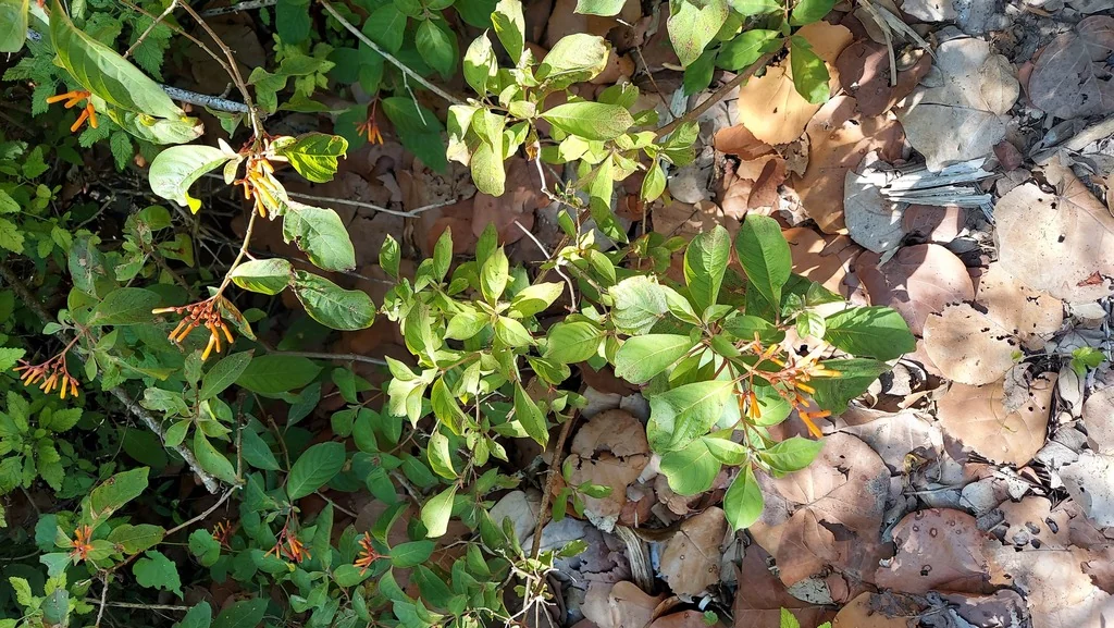 Hamelia patens
