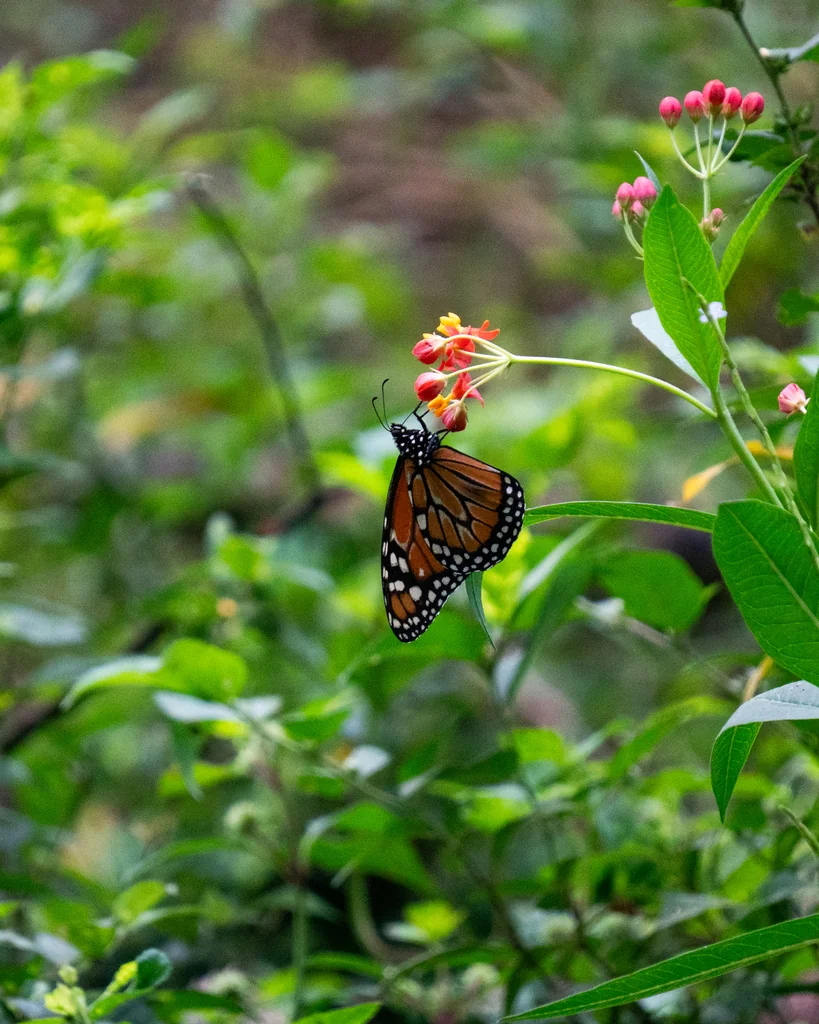 Asclepias Curassavica