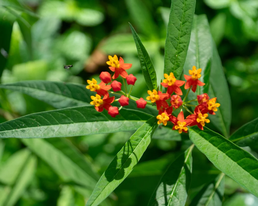 Asclepias Curassavica