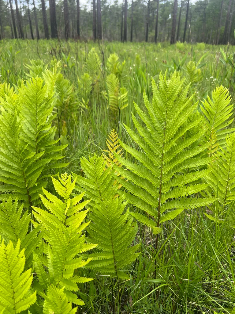 Woodwardia Virginica