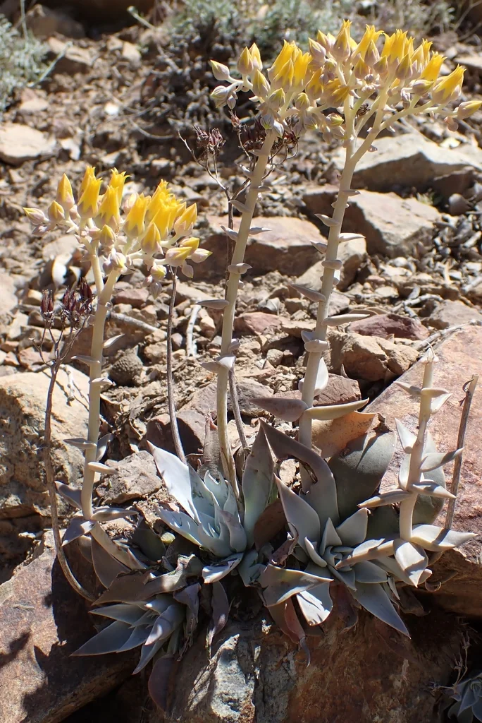 Dudleya Cymosa