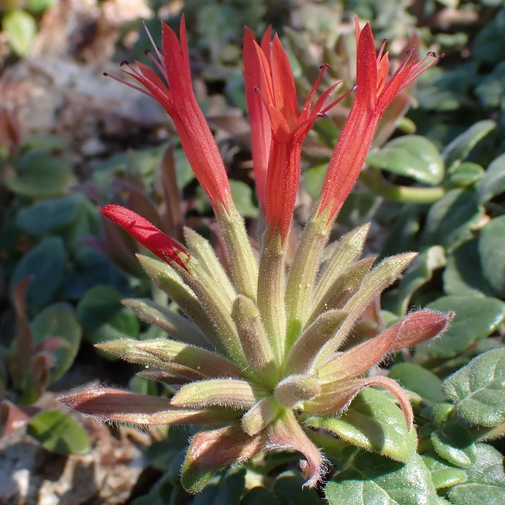Monardella Macrantha