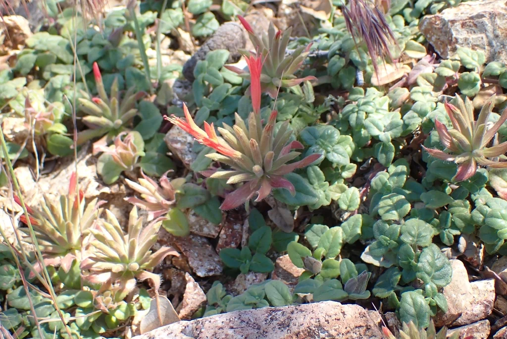 Monardella Macrantha