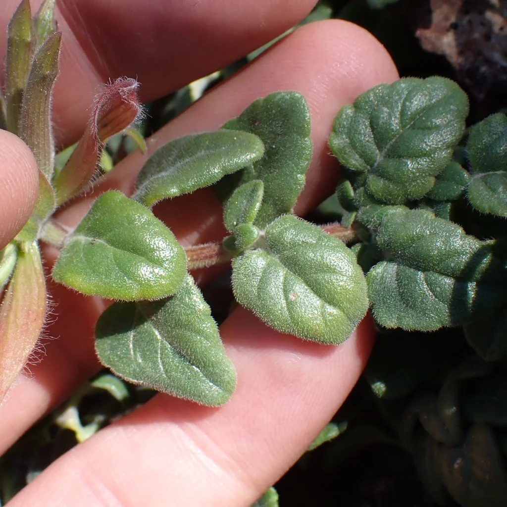 Monardella Macrantha