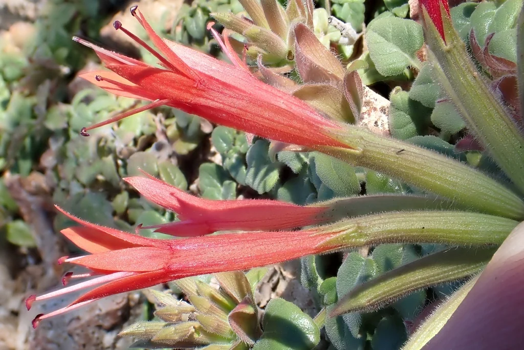 Monardella Macrantha