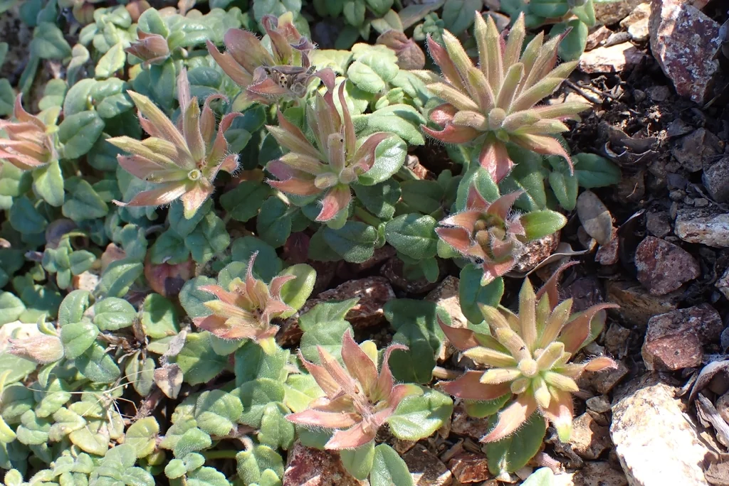 Monardella Macrantha