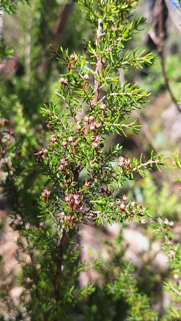 Erica Arborea