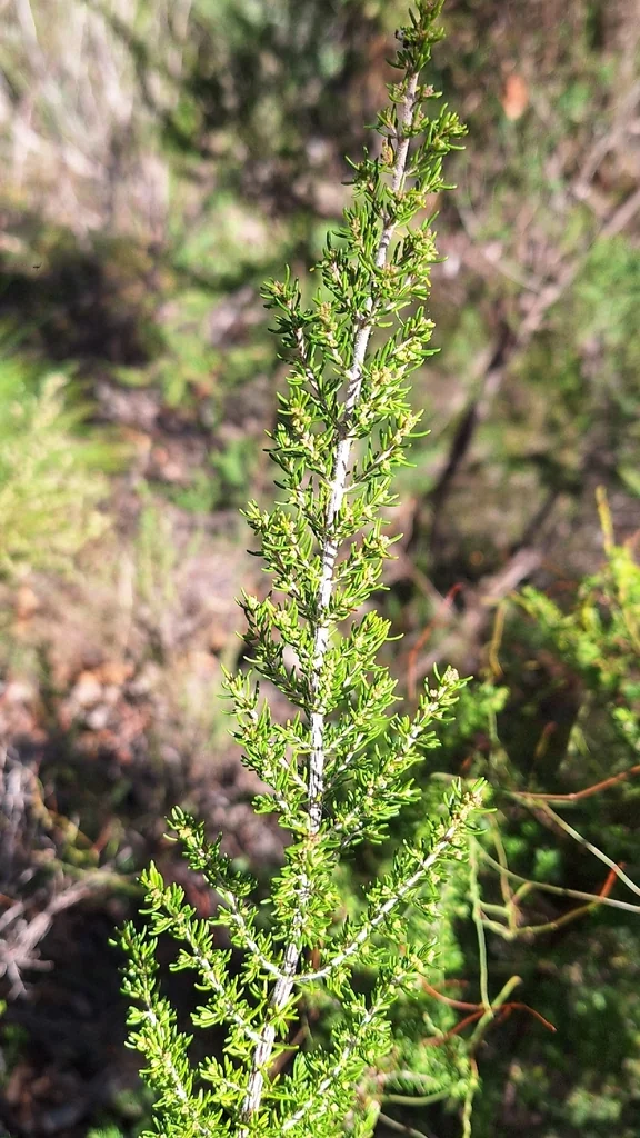 Erica Arborea