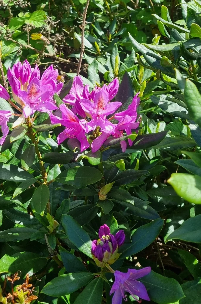 Rhododendron Ponticum