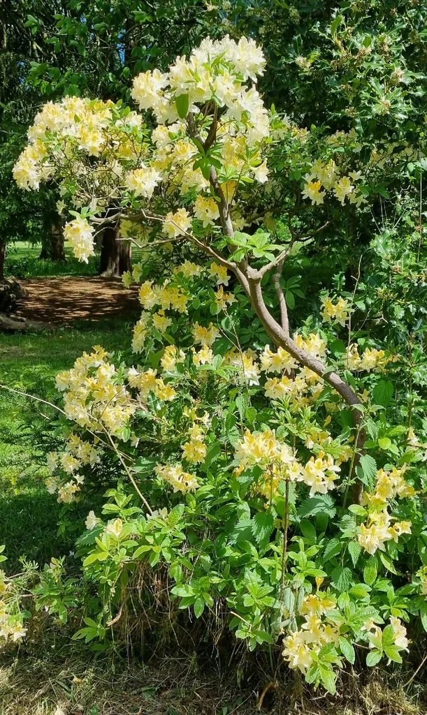 Rhododendron Luteum