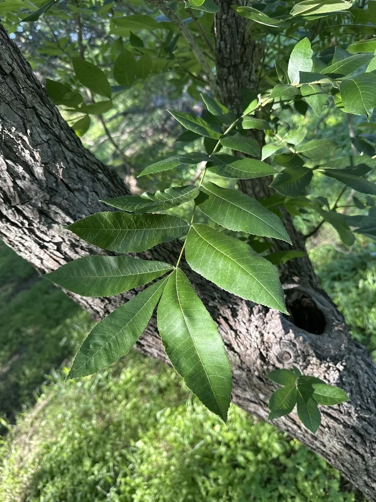 Carya illinoinensis