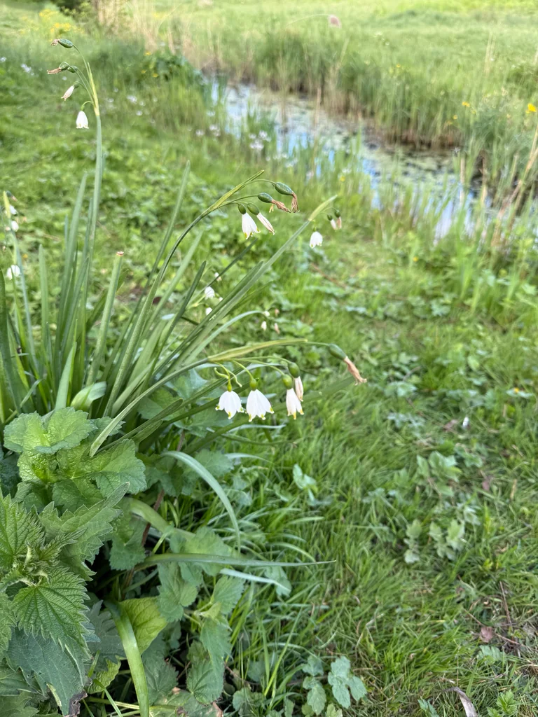 Leucojum Aestivum