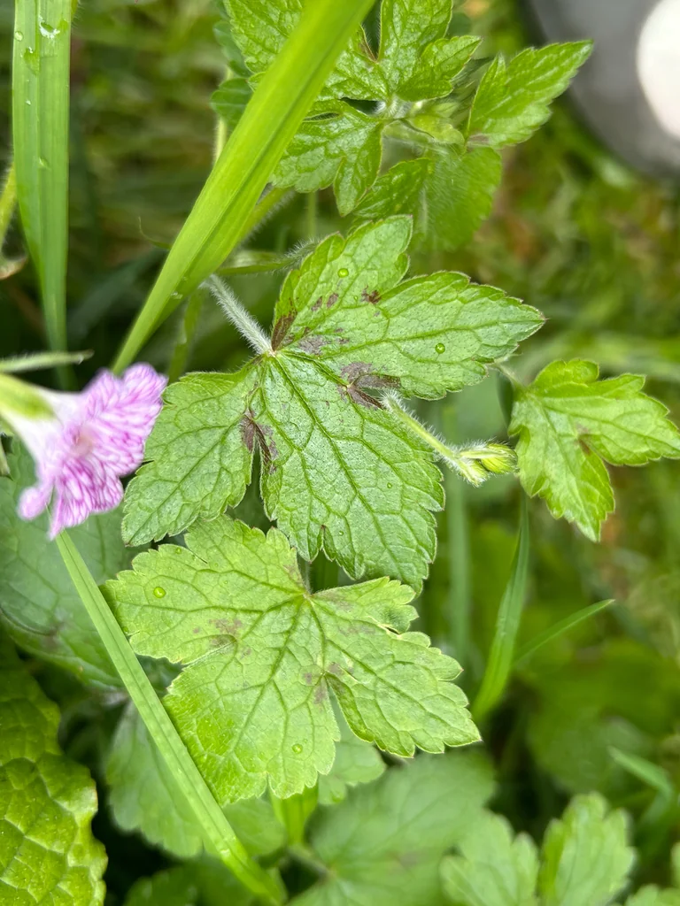 Geranium Versicolor