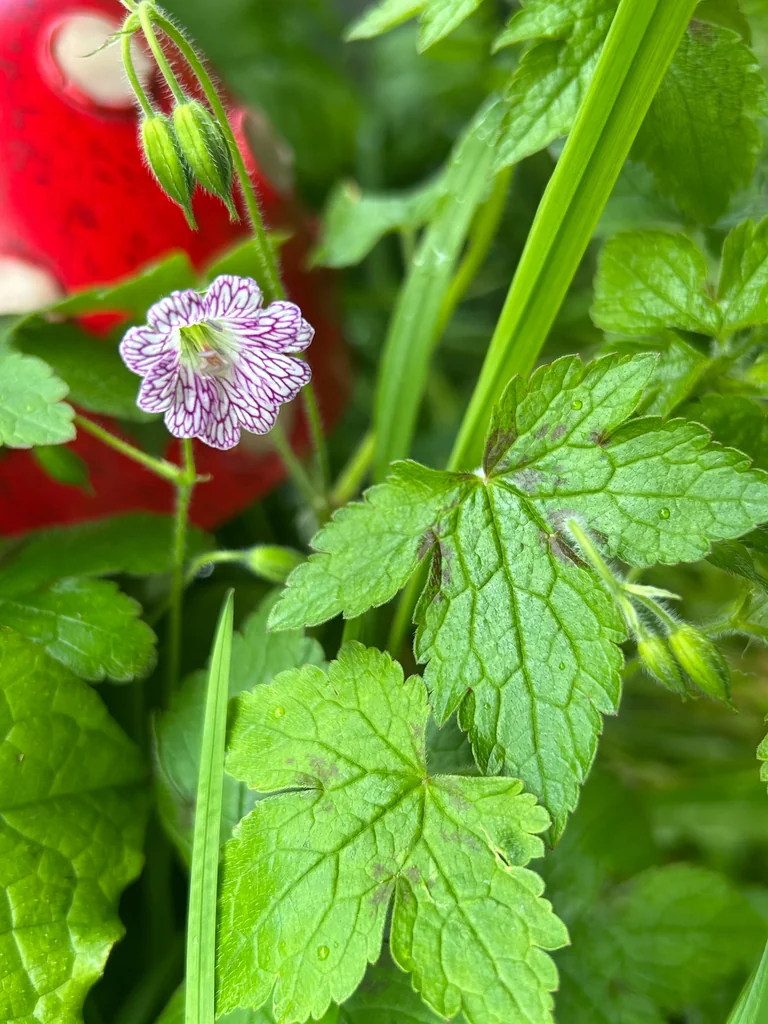 Geranium Versicolor