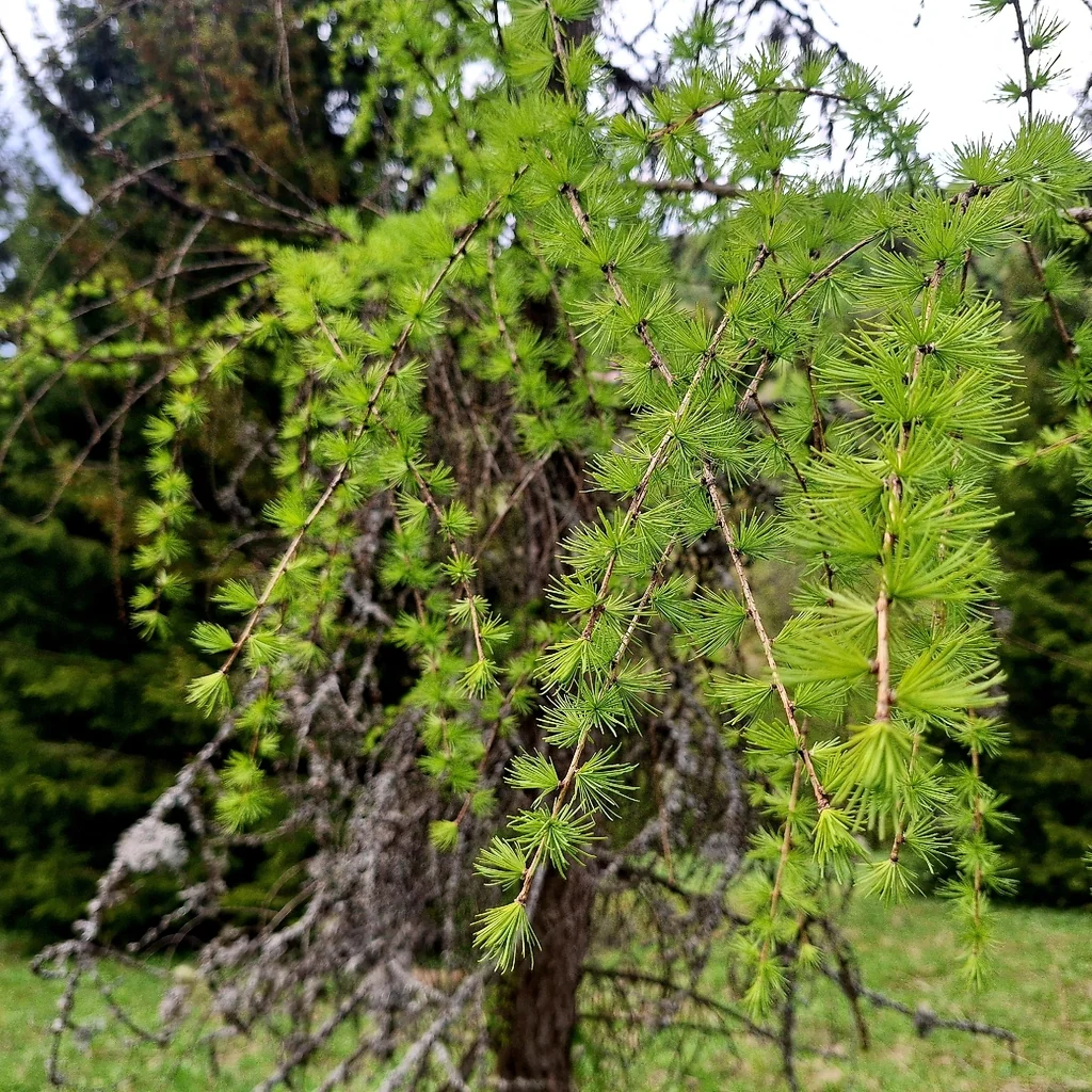 Larix Decidua
