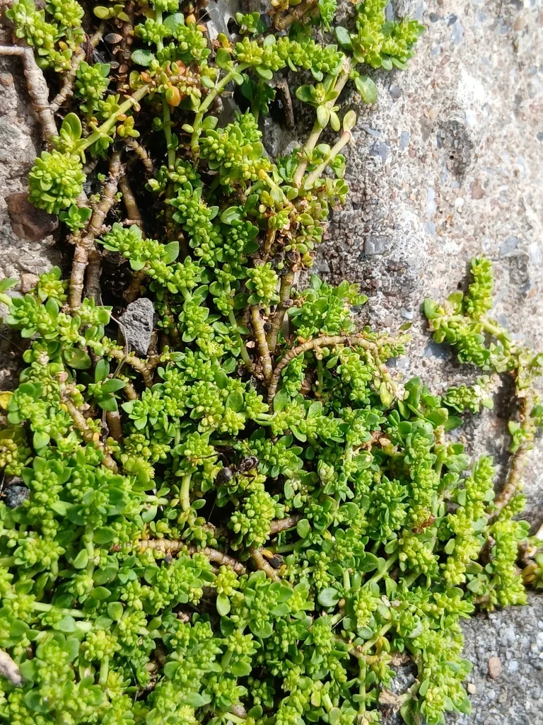 Herniaria Glabra