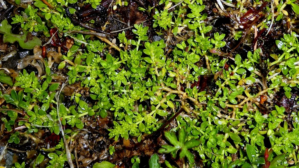 Herniaria Glabra