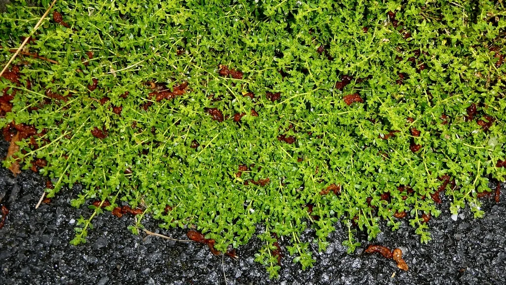 Herniaria Glabra