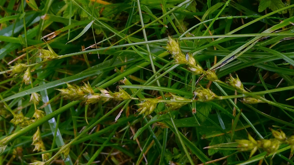 Carex Divulsa