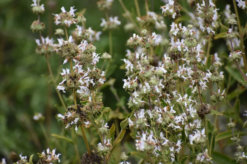 Salvia Mellifera