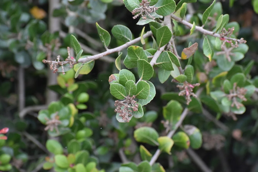 Rhus Integrifolia
