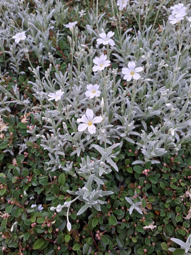 Cerastium tomentosum
