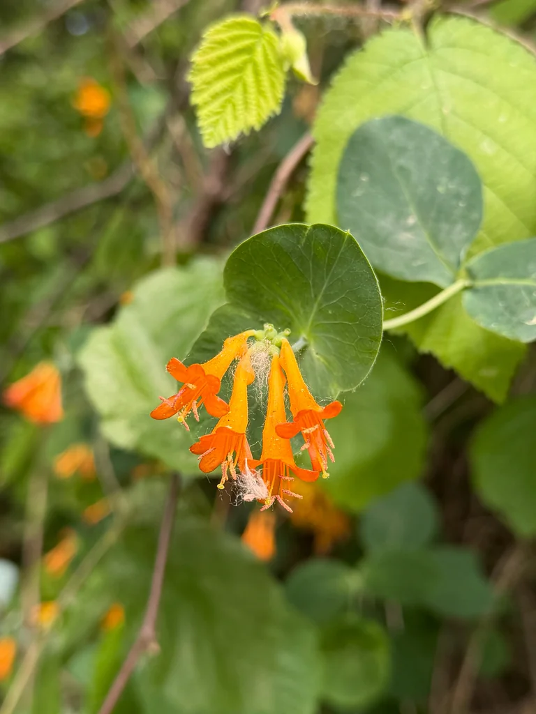 Lonicera Ciliosa