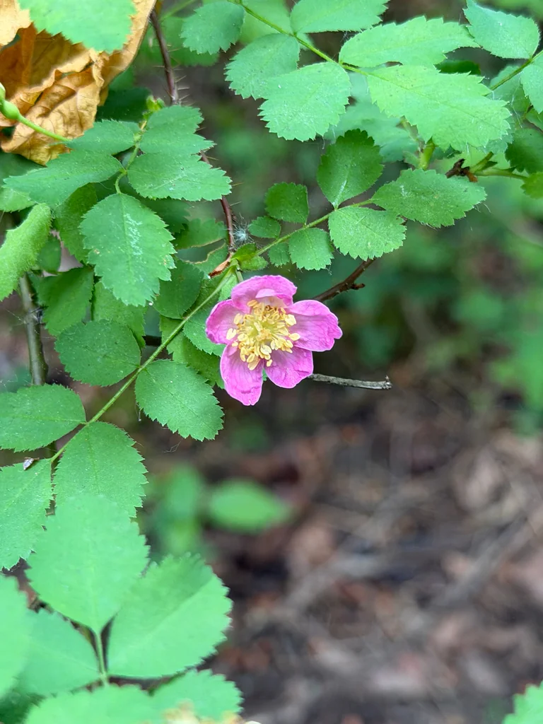 Rosa gymnocarpa