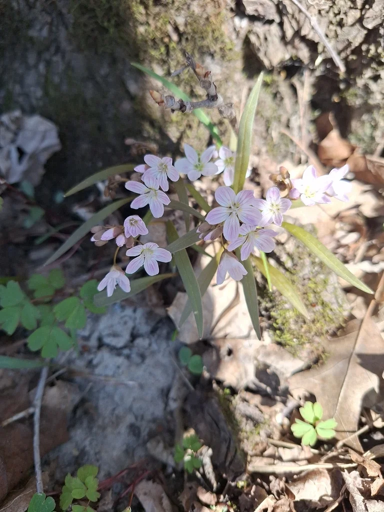 Claytonia Virginica