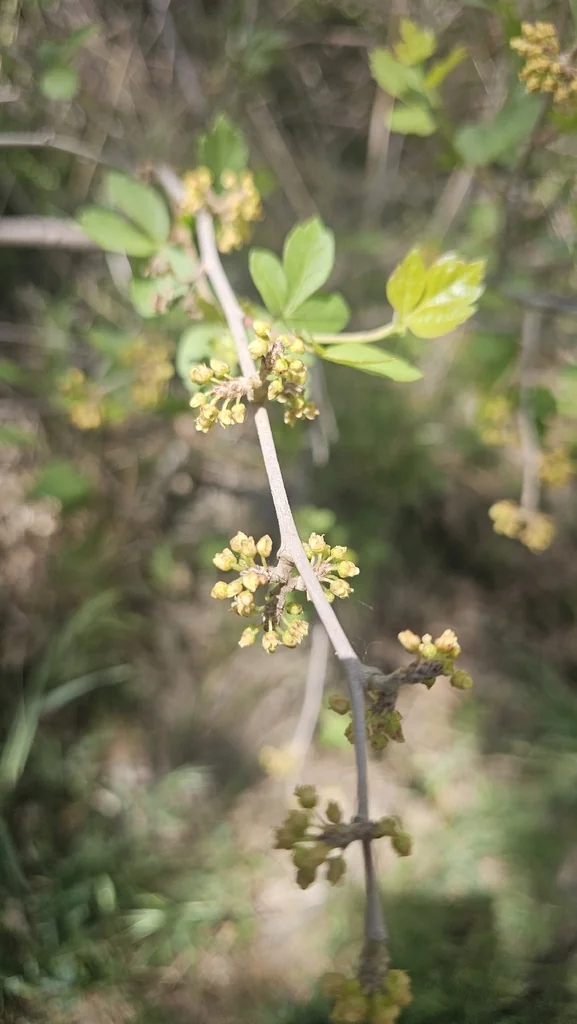Rhus trilobata