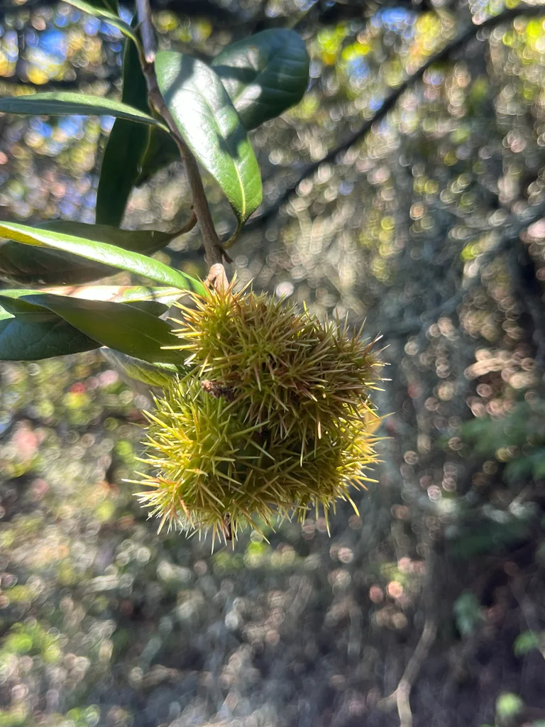 Chrysolepis Chrysophylla