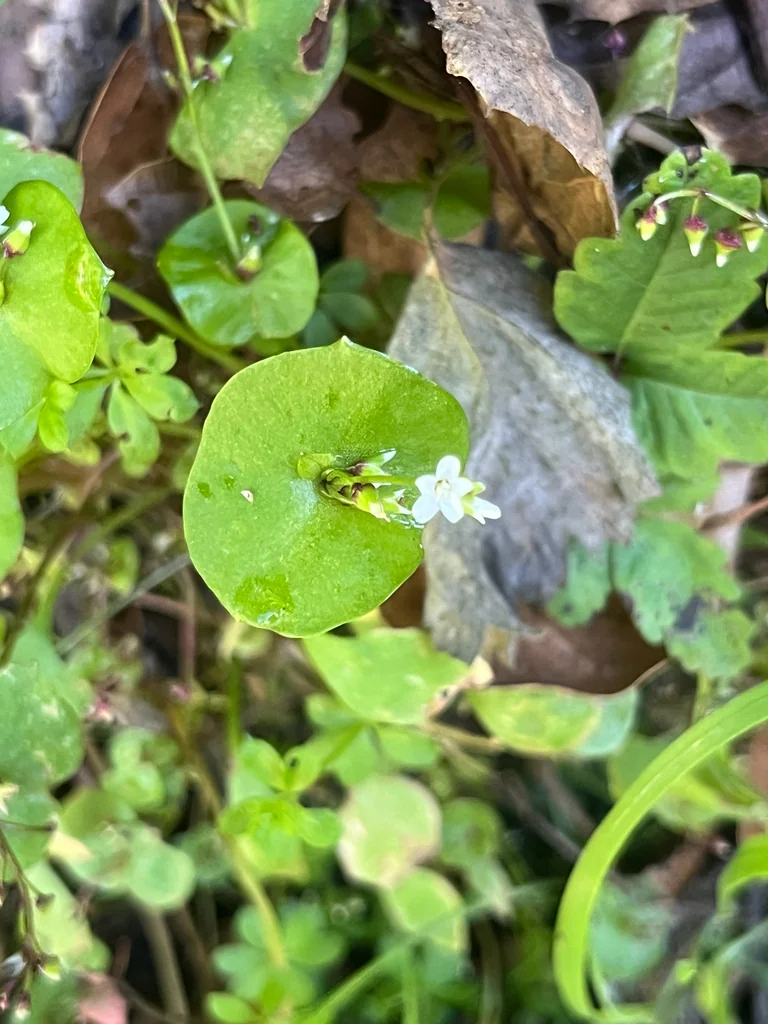 Claytonia Perfoliata