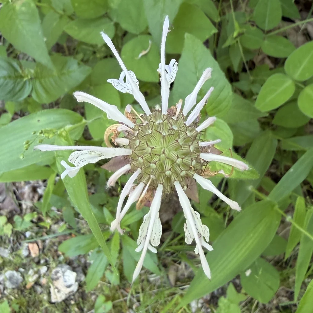 Monarda Bradburiana